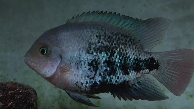 Flowerhorn fish swimming in a breeding aquarium are seen in the foreground.