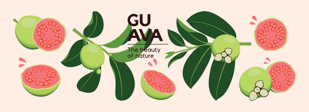 Guava. Flat vector illustration of whole and sliced tropical fruit, for print, sticker, decoration.