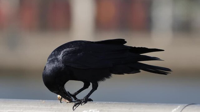 North American crow 1