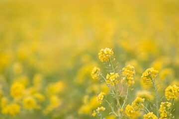  満開の菜の花畑