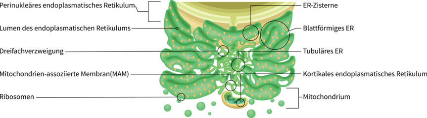 Endoplasmic Reticulum Structure with Ribosomes and Mitochondria German