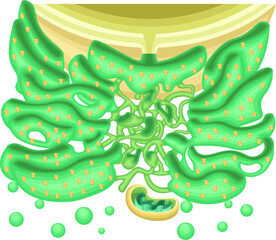 Endoplasmic Reticulum Structure with Ribosomes and Mitochondria