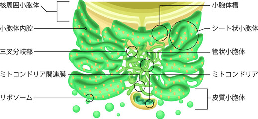 Endoplasmic Reticulum Structure with Ribosomes and Mitochondria Japanese