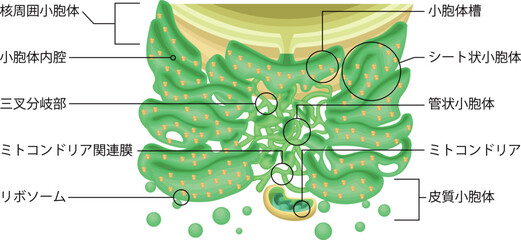 Endoplasmic Reticulum Structure with Ribosomes and Mitochondria Japanese