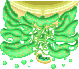 Endoplasmic Reticulum Structure with Ribosomes and Mitochondria