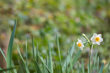 水仙の花