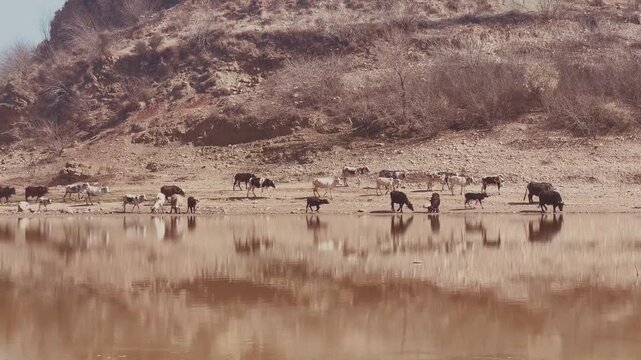Herd of water buffaloes and other livestock walking along a muddy riverbank in a dry, rocky terrain.