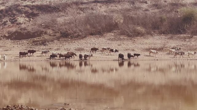 Diverse group of goats, sheep, and water buffaloes drinking water from a muddy riverbank in a dry landscape.