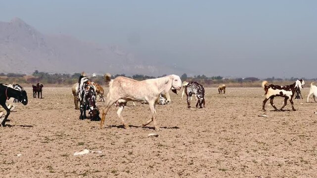 A group of goats and sheep with a few people in traditional clothing walking across a dry, dusty field under a bright blue sky.