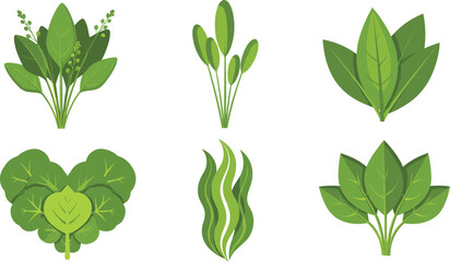 Green leafy vegetables and herbs collection including spinach lettuce and seaweed flat vector illustration isolated © Sumon Creative