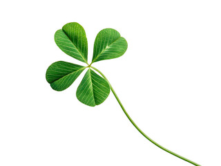 green leaf isolated on white