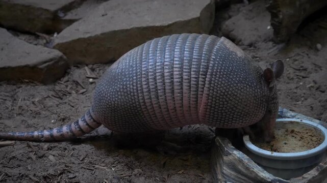 armadillo 1
