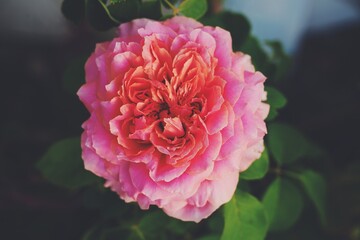 Pink roses in the garden of pink roses. Blooming Roses on the Bush. Growing roses in the garden.