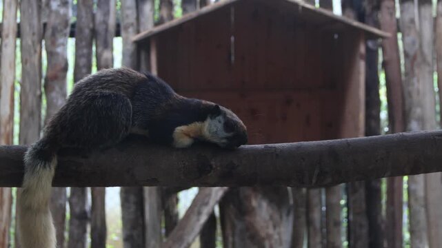 koala resting on a dry branch