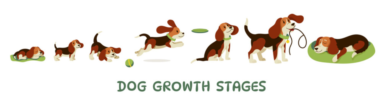 Dog growth. Cute puppy aging stages and adult dog characters, funny playful doggy, domestic animals of different ages, canine pet mascots. Vector dogs life cycle