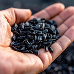 Close up of human hand holding small black seeds with yellow tips in soft natural light with shallow depth of field and dark background