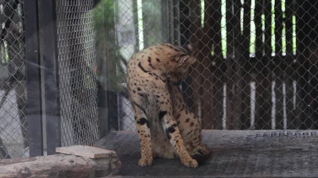 Jungle cat activities in the cage