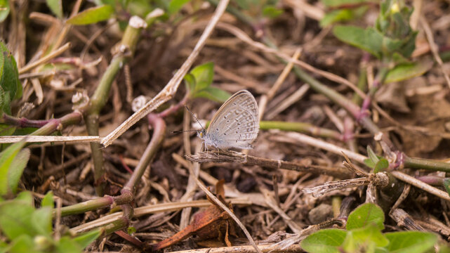 A photograph of a tiny grass blue butterfly. Taken from Las Pinas, NCR, Philippines.
