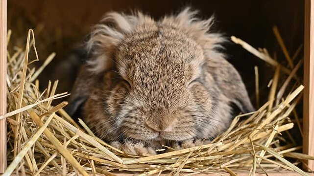 Brown rabbit in a straw-filled box