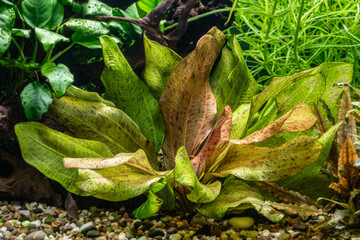 Water aquarium plant Echinodorus schlueteri Leopard in freshwater aquarium. © Andrey Nikitin
