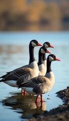 Elegant greylag geese in single file along a lake's edge , nature, animal, grey
