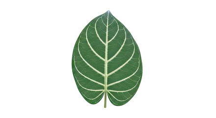 Green leaf with prominent veins on a white background