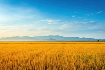 Expansive Golden Rice Field Under a Vast Blue Sky with Distant Mountains