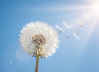 Obraz premium Close up of a white dandelion seed head dispersing seeds into a bright sunny blue sky with lens flare and bokeh effects