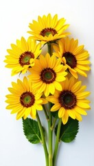 Fototapeta premium Seven sunflowers fanned out, showcasing individual blooms, on white , sunflowers, bloom, image