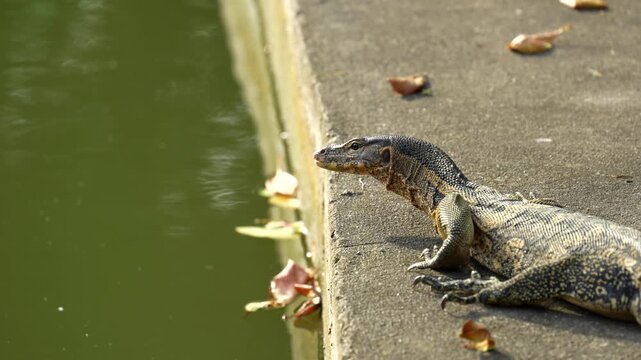 A monitor lizard resting at the edge of a pond in Bangkok. The reptile calmly наблюдает за водой, basking in the warm tropical sunlight.