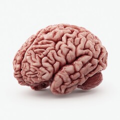 Fototapeta premium Realistic medical illustration of a human brain with intricate folds and smooth surface