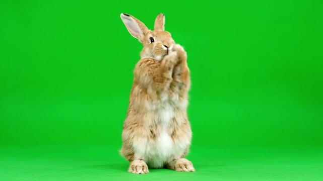 Adorable brown rabbit stands upright on its hind legs, with paws together in a pleading gesture, against a vibrant green screen background, perfect for chroma key compositing in creative projects