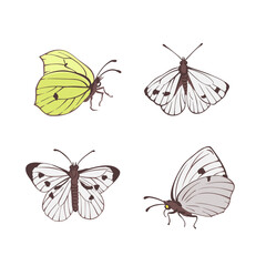 Naklejka premium vector drawing butterflies , cabbage white and brimstone, insects isolated at white background, natural element, hand drawn illustration