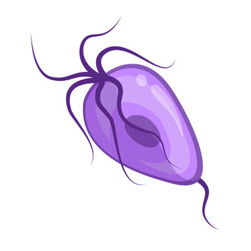 Trichomonas Vaginalis Parasite