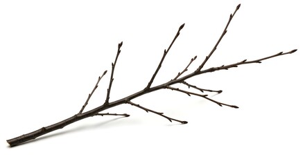 Single Bare Tree Branch with Small Buds Isolated on White Background