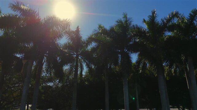 Low angle row of palm trees with sun flare and rich blue sky background 