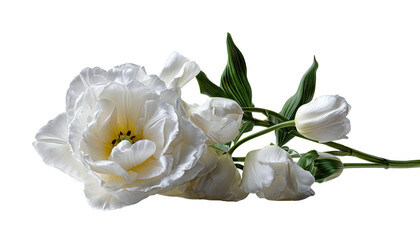 Elegant Tulip Bloom: A captivating close-up of a pristine, white tulip in full bloom, revealing delicate petals and a hint of a vibrant center. The beauty of nature unfolds in perfect simplicity.