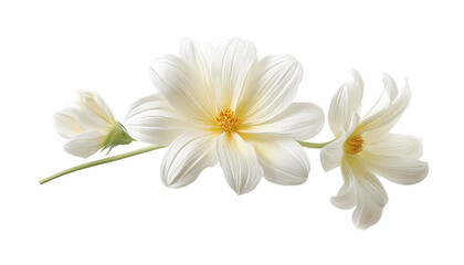 Pure Dahlia Elegance: A delicate arrangement showcases a trio of pristine white dahlia blossoms, their petals radiating a gentle glow and intricate textures, evoking feelings of purity and grace.