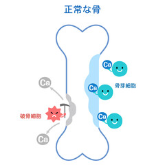 骨吸収と骨形成のしくみ　正常な骨