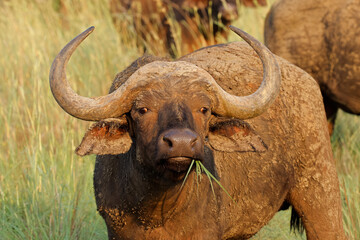 Portrait of an African or Cape buffalo (Syncerus caffer), Madikwe game reserve, South Africa