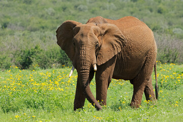 A large African elephant bull (Loxodonta africana) in natural habitat, Madikwe game reserve, South Africa