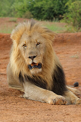 Portrait of a big male African lion (Panthera leo), Madikwe game reserve, South Africa