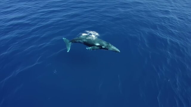 Aerial view of a large, dark whale with white patterns on its back, swimming in deep blue ocean
