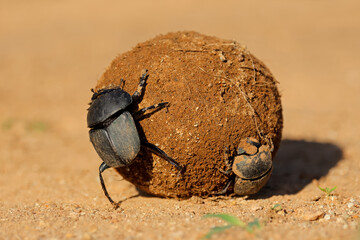 Dung beetles (Kheper lamarcki) rolling a sand covered dung ball, Madikwe game reserve, South Africa