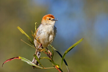 A small Levaillans cisticola (Cisticola tinniens) perched on a branch, South Africa