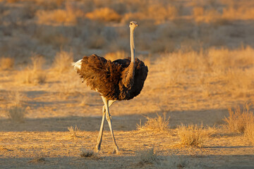 A female ostrich (Struthio camelus) walking in early morning light, Kalahari desert, South Africa