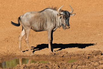 A young blue wildebeest calf (Connochaetes taurinus) standing in natural habitat, Mokala National Park, South Africa