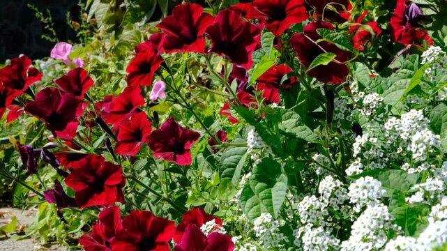 White Alyssum flowers, Sweet Alice Lobularia Maritima, petunias on home garden. Summer hot day. Courtyard, patio decorated summer flowers. Cottage and vacations, mountain hotel resort