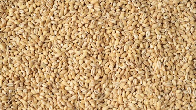 Dry pearl barley heap rotating as a food background for healthy eating and vegan cooking concepts.