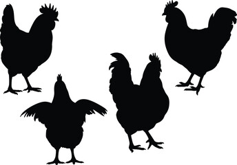 Silhouette illustration of four chickens in different postures, including wings spread and upright stances, isolated on white background for poultry farming, logo, and educational design concepts. © MSTNASRIN